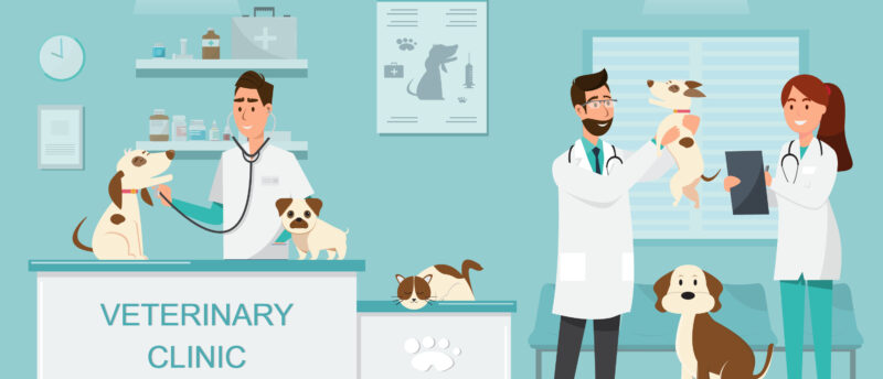 シニアでも入れるペット保険はある？高齢向けペット保険の選び方と注意点