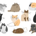 猫はペット保険に加入すべき？加入する時のポイントやメリットをご紹介！