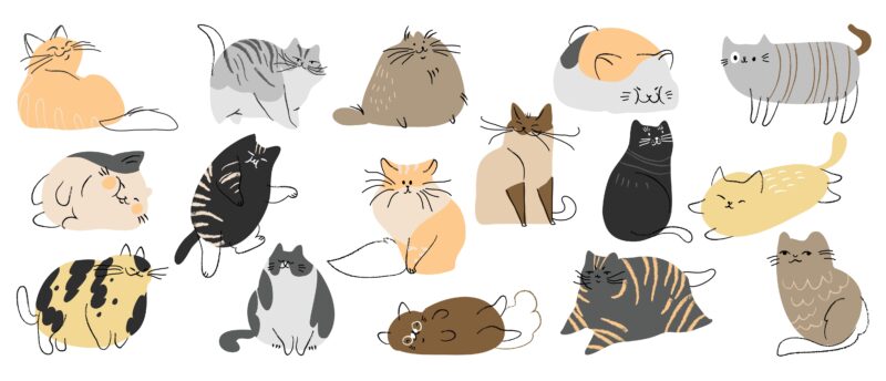 猫はペット保険に加入すべき？加入する時のポイントやメリットをご紹介！