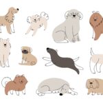 犬のペット保険は必要？病気やケガのリスクと加入する時のポイントを解説！