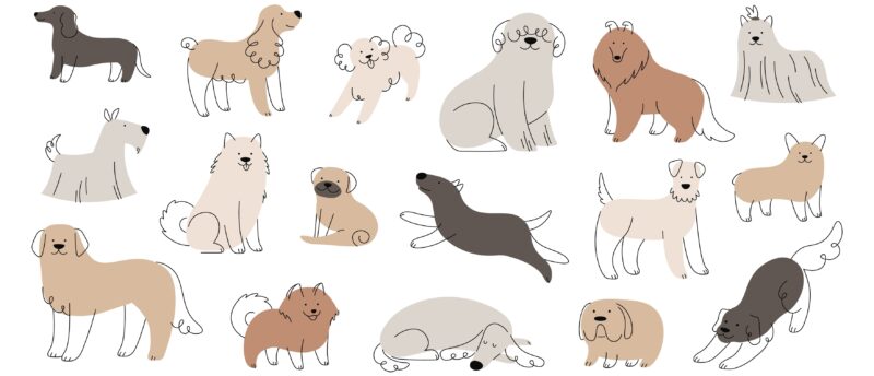 犬のペット保険は必要？病気やケガのリスクと加入する時のポイントを解説！