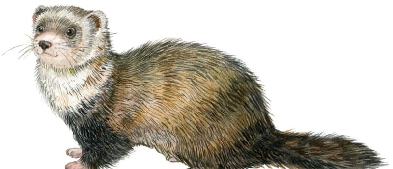 フェレットはペット保険に加入すべき？病気のリスクと保険の選び方を解説