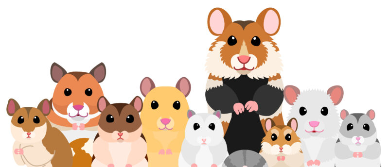 ハムスターはペット保険に加入すべき？よくある病気やケガと保険の必要性