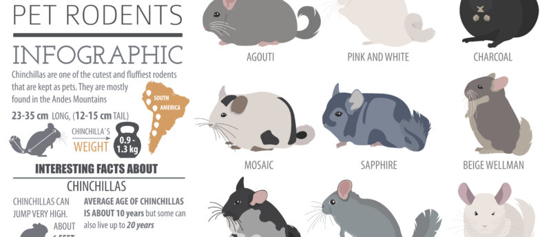 チンチラにペット保険は必要？かかりやすい病気と保険を選ぶポイントを解説