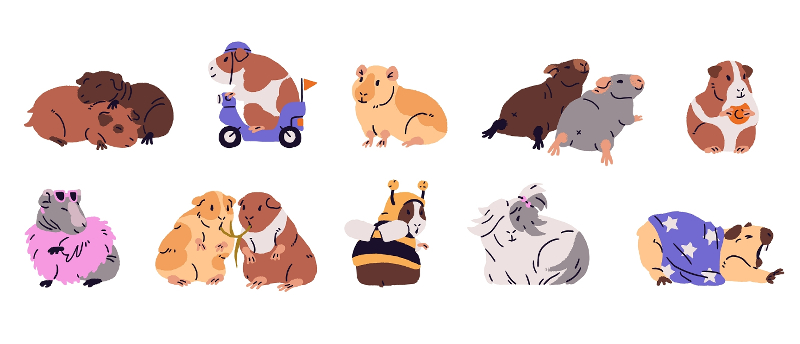 モルモットはペット保険に加入すべき？かかりやすい病気と保険の選び方を解説！