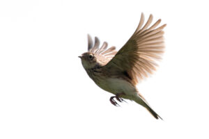 弁護士法人ひばり法律事務所の口コミ評判！債務整理の費用、相談の流れを解説