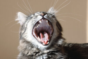 猫の歯周病の治療費用は？歯周病･歯石除去はペット保険で補償されるの？