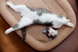 猫のフィラリア予防の費用は？予防の必要性や予防すべき期間をチェック！