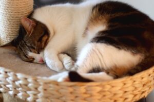 猫の腸閉塞の症状は？原因と治療方法や手術費用、予防のポイントを解説！