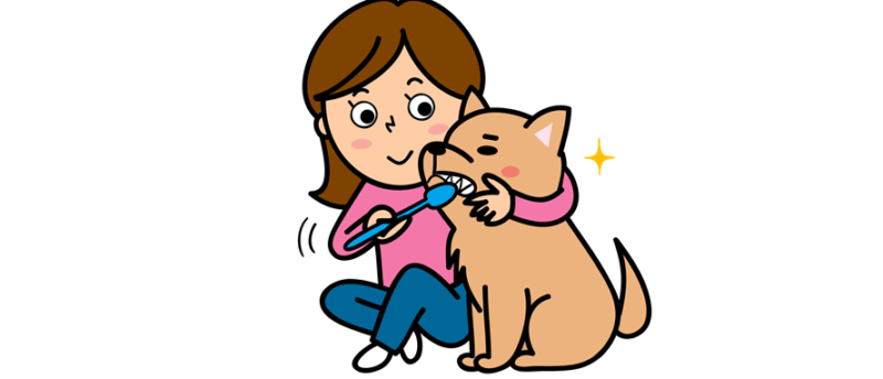 犬の抜歯費用はいくらかかる？ペット保険は適用される？料金の目安を解説