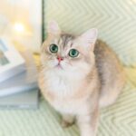 猫の体臭が臭いのは病気のサイン？においの原因と体臭を予防するポイント！