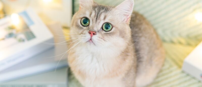 猫の体臭が臭いのは病気のサイン？においの原因と体臭を予防するポイント！