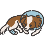 病気の犬でも入れるペット保険はある？持病がある犬のペット保険の選び方