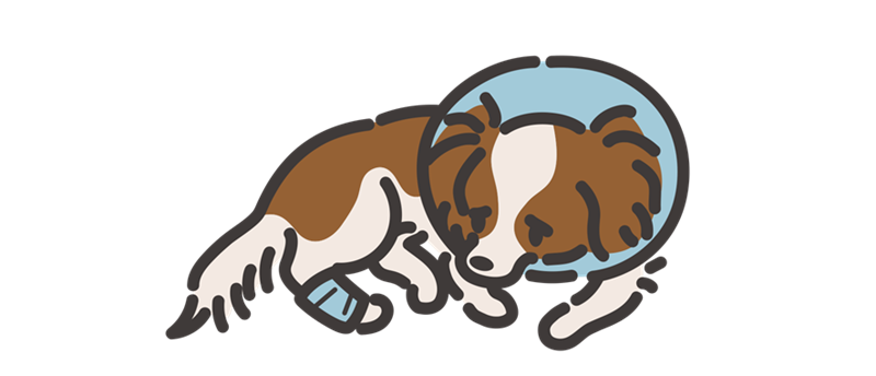 病気の犬でも入れるペット保険はある？持病がある犬のペット保険の選び方