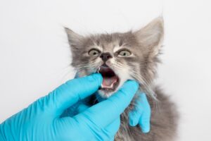 猫のよだれが増えるのは病気のサイン？原因とチェックすべきポイントを解説