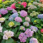 12星座別 2025年6月の運勢【占いの館 千里眼】未雪(みゆき)先生月間連載