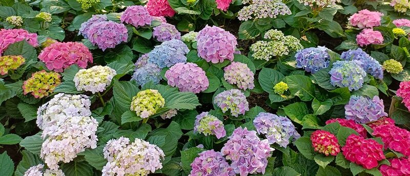 12星座別 2025年6月の運勢【占いの館 千里眼】月間連載