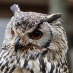 ミミズクが加入できるペット保険はある？保険の選び方と加入するのメリット