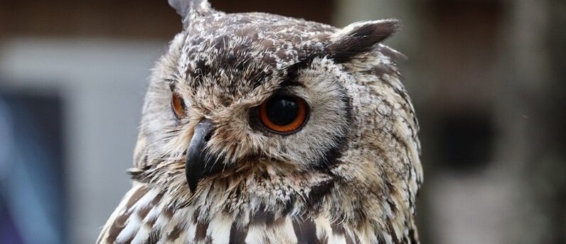 ミミズクが加入できるペット保険はある？保険の選び方と加入するのメリット