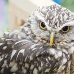 フクロウが入れるペット保険はある？ペット保険の必要性や補償内容を解説