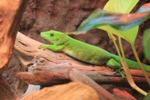 ヤモリにもペット保険は必要？診療費リスクとペット保険の必要性や選び方