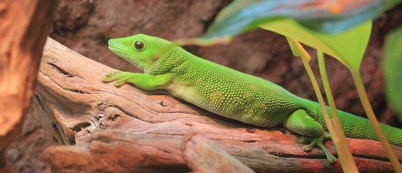 ヤモリにもペット保険は必要？診療費リスクとペット保険の必要性や選び方