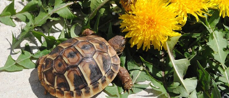 亀にもペット保険は必要？補償内容とペット保険の選び方を詳しく解説