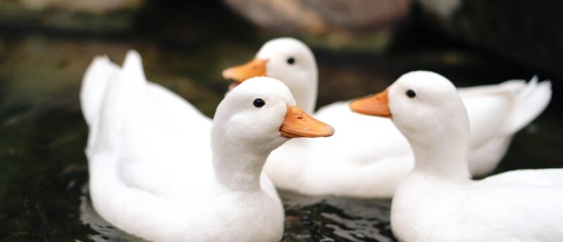 アヒルが入れるペット保険はある？加入するメリットと保険の選び方を解説！