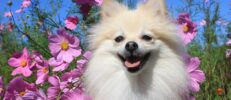 ポメラニアンがなりやすい病気とは？飼い主が知っておきたい症状と予防法