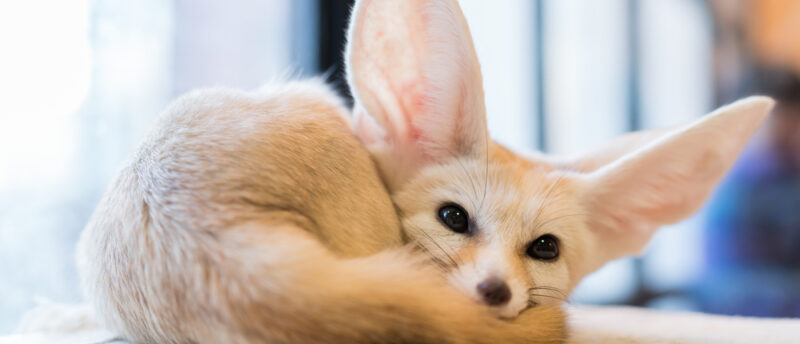 フェネックが入れるペット保険はある？加入できる保険と選ぶポイントを解説