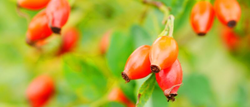 認知症による損害賠償リスクに備えるには？保険の種類と備えておくべきケースを解説