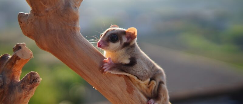 モモンガが入れるペット保険はある？加入できる保険と条件や選び方を解説！