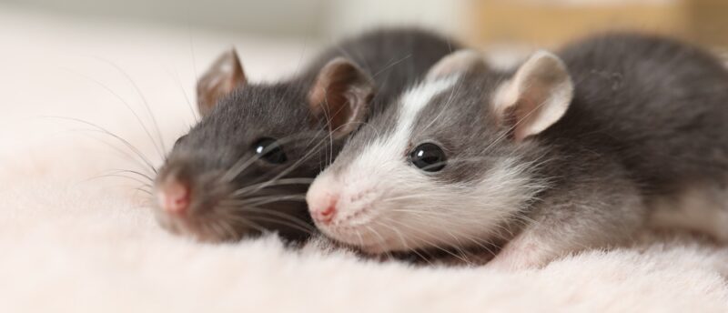 ネズミが加入できるペット保険は？保険の必要性と選び方や加入条件を解説！