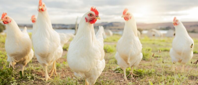 ニワトリもペット保険に加入できる？入れるペット保険と条件や選び方を解説