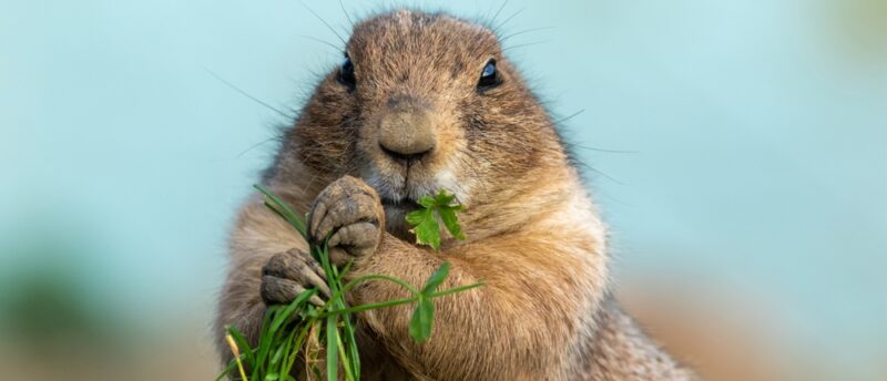 プレーリードッグが入れるペット保険は？加入できる保険とメリットや選び方