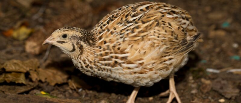 ウズラはペット保険に入れる？加入できるペット保険と条件や選び方を解説！