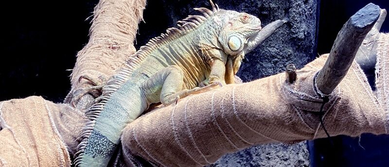 イグアナにペット保険は必要？補償内容・料金・選び方、注意点を解説