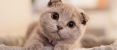 スコティッシュフォールドの遺伝的な病気とは？症状と健康管理のポイント