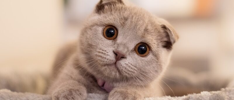 スコティッシュフォールドの遺伝的な病気とは？症状と健康管理のポイント