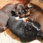 子犬を迎えるのに必要な初期費用は？準備すべきものと初期費用の目安を解説