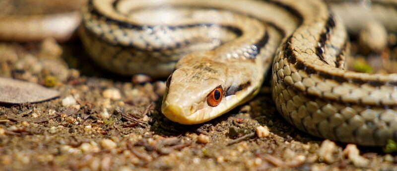 ヘビもペット保険に入れる？補償内容や料金相場、保険以外の備え方を解説