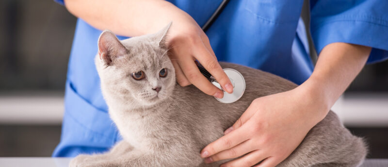 猫を初めて動物病院に連れていく時の準備は？必要な物と受診の流れを解説！