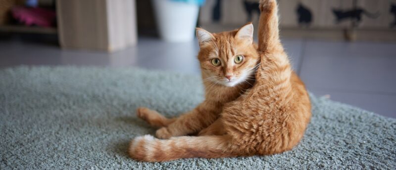 初めて保護猫を迎える初心者ガイド｜準備する物と初日の接し方や注意点とは