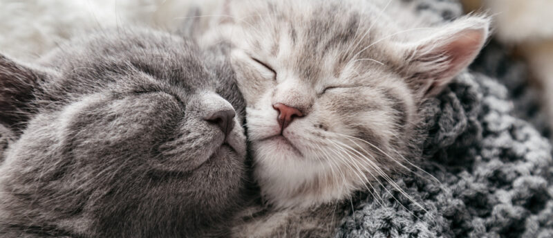 猫を初めて飼うときに必要な物は？飼い方や知っておきたい基礎知識を紹介！