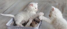猫を飼うために必要な準備は？用意すべき物と猫を迎えるための環境づくり