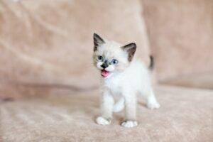 猫の飼育にかかる費用は？初期費用や毎月の費用と節約のポイントを解説！