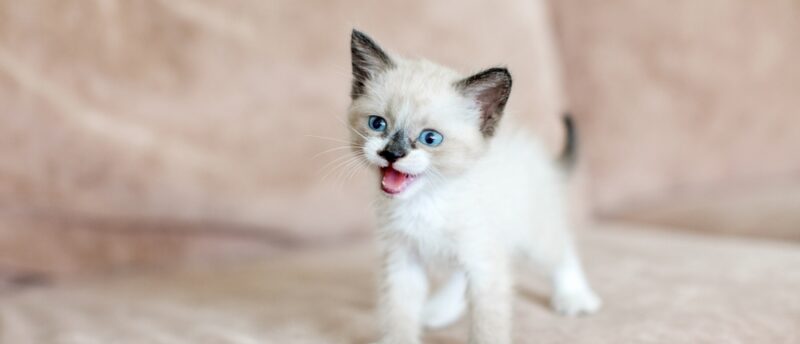 猫の飼育にかかる費用は？初期費用や毎月の費用と節約のポイントを解説！