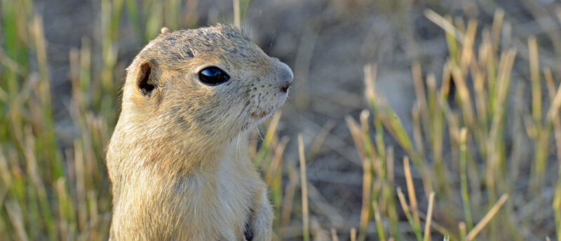 リチャードソンジリスが入れる保険はある？加入条件と保険の選び方を解説！