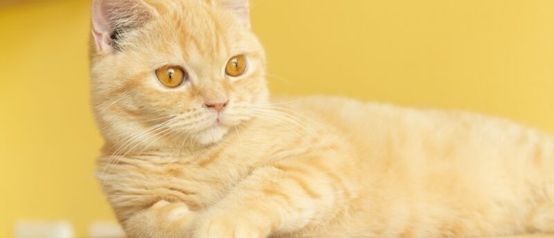 マンチカンのかかりやすい病気は？予防対策と注意すべき遺伝性疾患を解説！