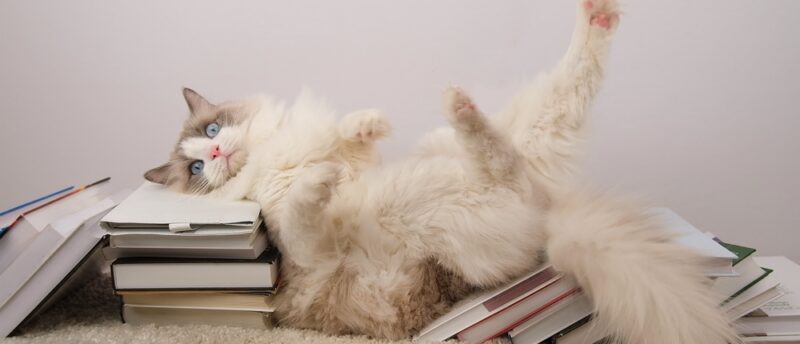 ラグドールのかかりやすい病気は？予防のポイントと日常のケア方法を解説！